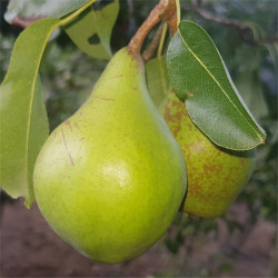 Pear - le Lectier - Scion