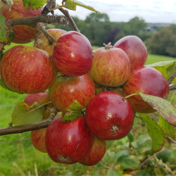 Bundle of 3 different named barerooted one year old dessert apple trees.