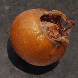 Medlar - Armenian Medlar - Scion