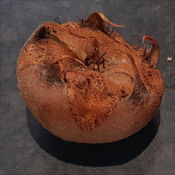 Medlar - Bruss en Vrucht - Scion