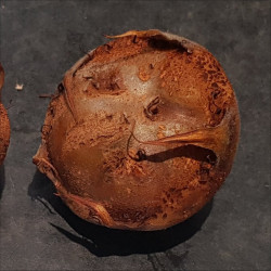 Medlar - Bruss en Vrucht - Scion