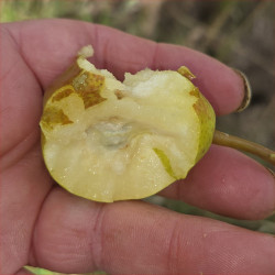 Pear - Doyenne d Ete - Scion