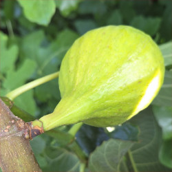 Fig - Mary Lane - Scion