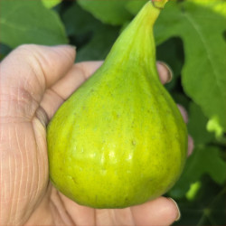 Fig - Mary Lane - Scion