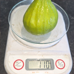 Fig - Mary Lane - Scion