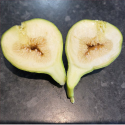 Fig - Mary Lane - Scion