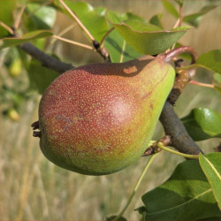 Pear - Ordu - Scion