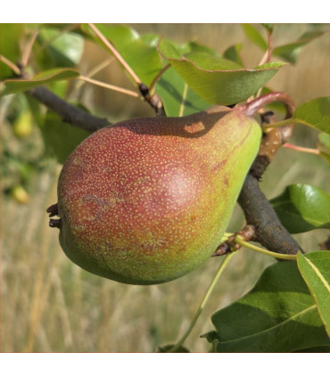 Pear - Ordu - Scion