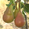 Pear - Pepi - Scion