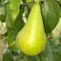 Pear - Blanka - Scion