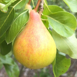 Pear - Beurre Morettini - Scion