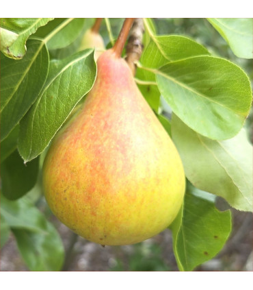 Pear - Beurre Morettini - Scion