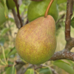 Pear - Alfa