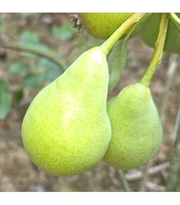 Pear - Dessertbirne - Scion