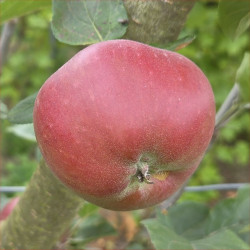 Apple - Spalord - Scion