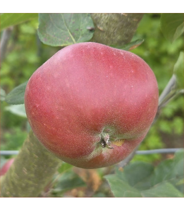 Apple - Spalord - Scion