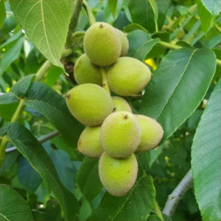 10 x Fresh 2025 Heartnut (Juglans ailantifolia var. cordiformis) Seeds