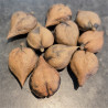 10 x Fresh 2025 Heartnut (Juglans ailantifolia var. cordiformis) Seeds
