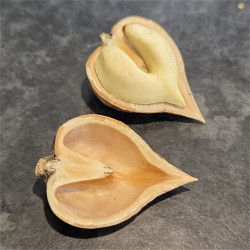 10 x Fresh 2025 Heartnut (Juglans ailantifolia var. cordiformis) Seeds