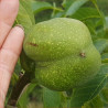 6 x Freshly gathered 2024 ULTRA LARGE Walnuts var Coble - VERY VERY RARE