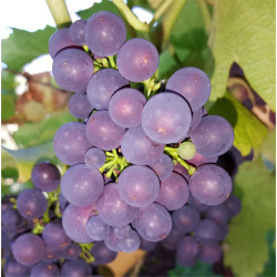 Grape - Venus - Scion