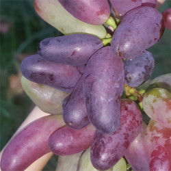 Grape - Souvenir - Scion