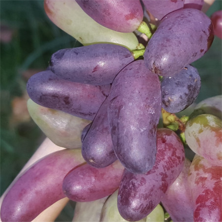 Grape - Souvenir - Scion