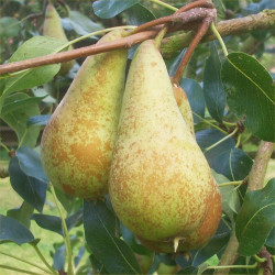 Pear - Concorde - Scion