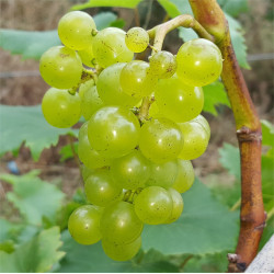 Grape - Theresa - Scion