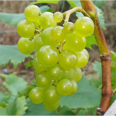 Grape - Theresa - Scion