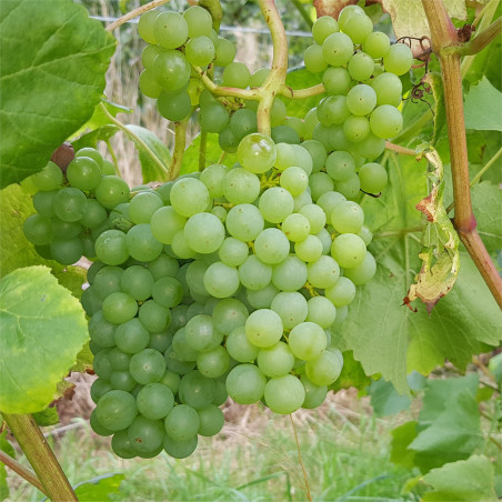 Grape - Romulus - Scion