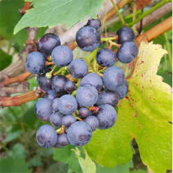 Grape - Regent - Scion