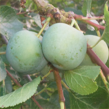 Gage - Laxton Gage - Scion