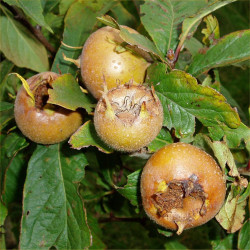 Medlar - Royal - Scion