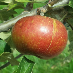 Apple - Irish Peach - Scion