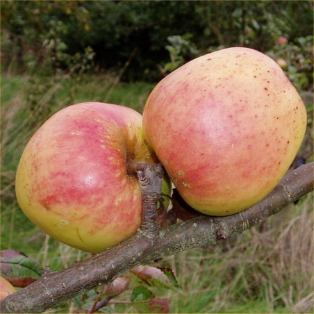 Apple - Morgan Sweet - Scion