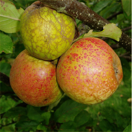 Apple - Josephine - Scion