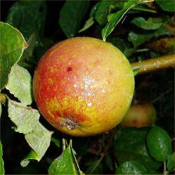 Apple - Sturmer Pippin - Scion