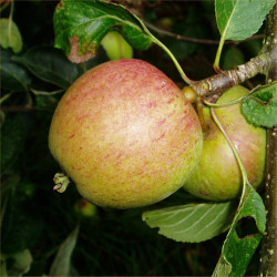 Apple - Laxton Epicure - Scion