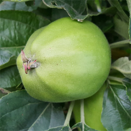 Apple - Michelin - Scion