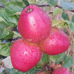 Apple - Tremletts Bitter - Scion