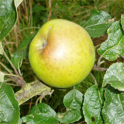 Apple - Lucombes Pine - Scion
