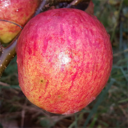 Apple - Quinte - Scion