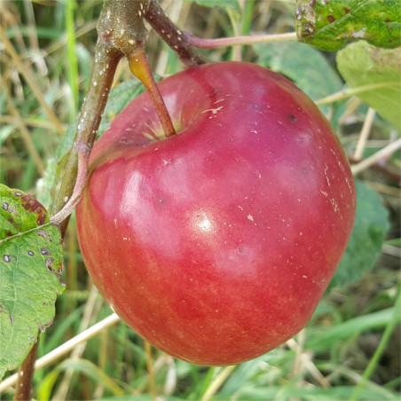 Apple - Idared - Scion