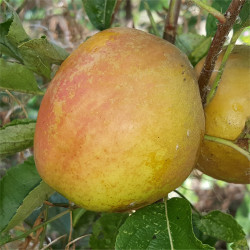 Apple - Nutmeg Pippin - Scion