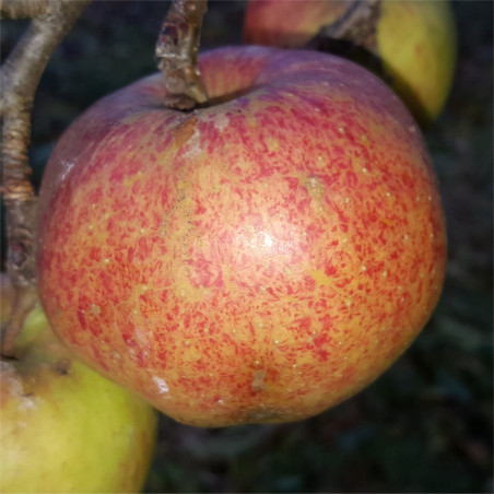 Apple - Jonagold - Scion