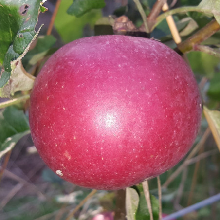 Apple - Ingalls Red - Scion