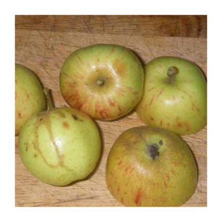 Apple - Sweetings - Scion