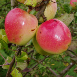 Apple - Golden Glow - Scion