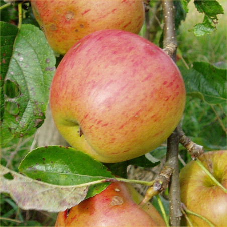 Apple - Mosses Seedling - Scion